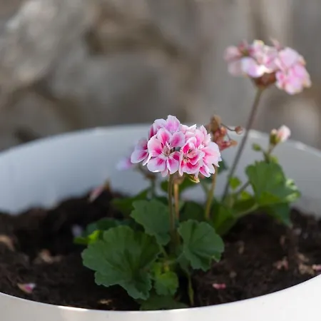 By The Sea Mastrinka, Ciovo - 21601 Apartmán *